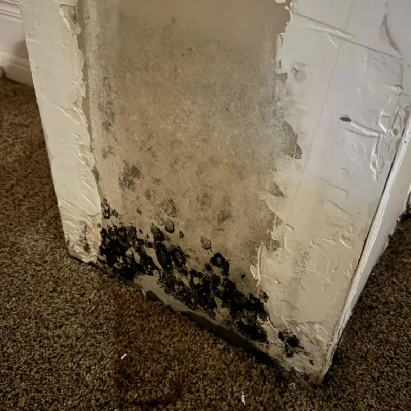 Professional Mold Removal in Scottsburg, IN
